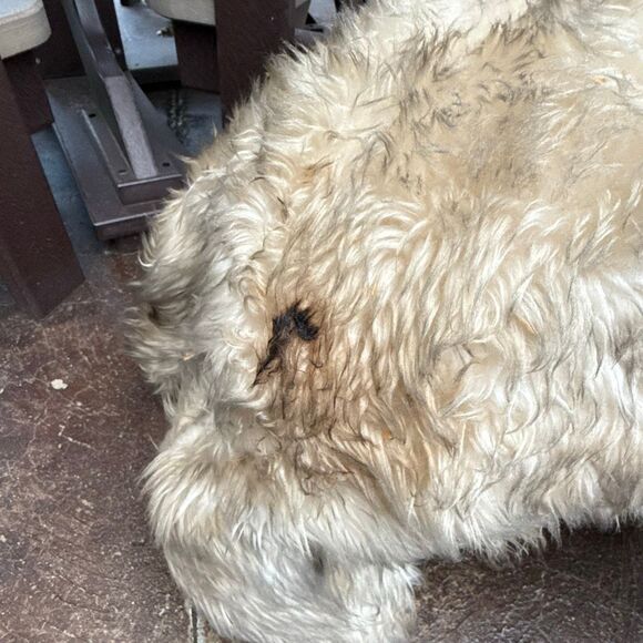 Vintage Elka large plush dog stuffed animal 1950s 25” old toys collector - Picture 8 of 11